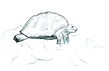 Turtle!